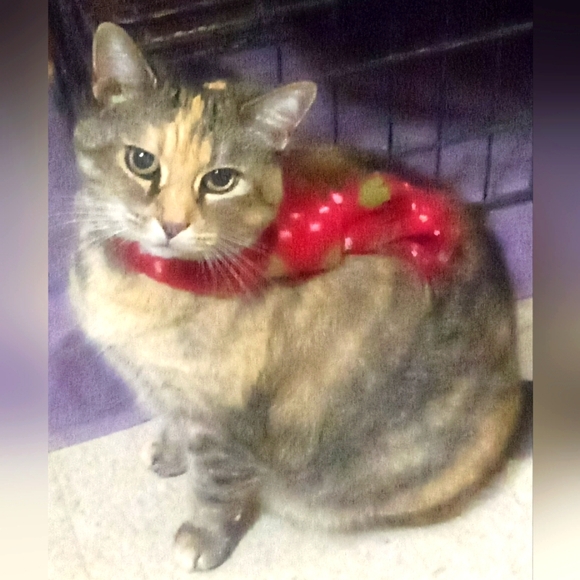 Meet your Posher, Michelle - Picture 7 of 14